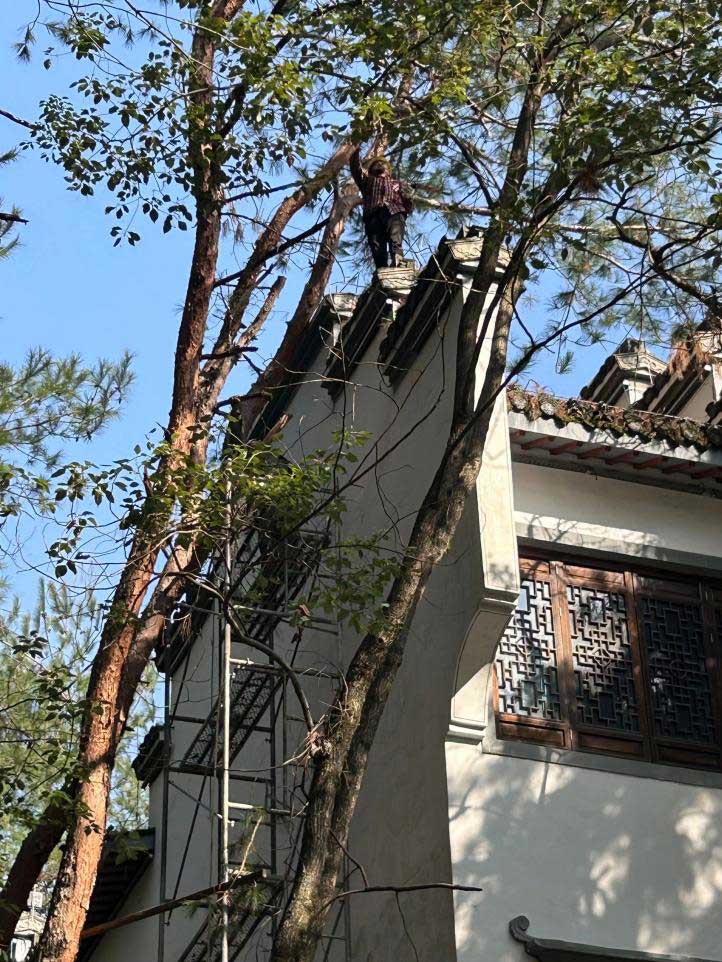 排除隱患，國(guó)資公司砍樹解民憂